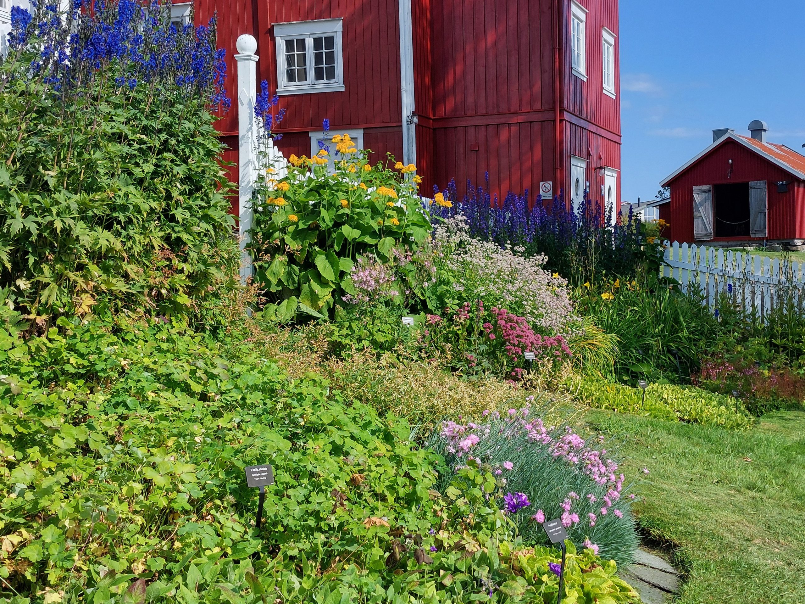Blomster i juli LM